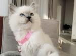 Zoya - Ragdoll Kitten For Sale - Miami, FL, US