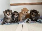 Priscilla - Siberian Kitten For Sale - Barnstable, MA, US