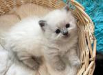 Ragdoll Seal Points with Blue Eyes - Ragdoll Kitten For Sale - Orlando, FL, US