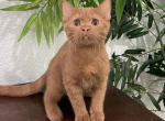 British Shorthair Cinnamon Male - British Shorthair Kitten For Sale - Orlando, FL, US