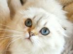 Ivy - Scottish Fold Kitten For Sale - 