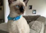 MALE LIGHT BLUE COLLAR - Siamese Kitten For Sale - Philadelphia, PA, US