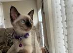 FEMALE PURPLE COLLAR - Siamese Kitten For Sale - Philadelphia, PA, US