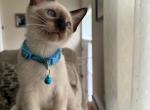 MALE ROYAL BLUE COLLAR - Siamese Kitten For Sale - Philadelphia, PA, US