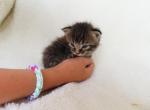 Beautiful cuddly kittens - Domestic Kitten For Sale - New Holland, PA, US