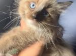 Ragdoll Female - Ragdoll Kitten For Sale - 