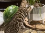 Robin - Bengal Kitten For Sale - 