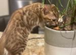 Woody - Bengal Kitten For Sale - 