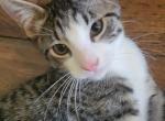 Snickers - Domestic Kitten For Adoption - 