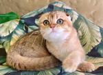 Scottish Fold  Golden Male - Scottish Fold Kitten For Sale - Orlando, FL, US