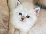 British Shorthair Color Point with Blue  Eyes - British Shorthair Kitten For Sale - Orlando, FL, US