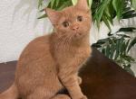 British Shorthair Cinnamon  Male - British Shorthair Kitten For Sale - Orlando, FL, US