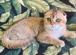 Scottish  Fold Golden  Male - Scottish Fold Kitten For Sale - Orlando, FL, US