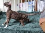 Ce Ce - Cornish Rex Cat For Sale - Culpeper, VA, US