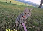 Daisy Female Bengal - Bengal Kitten For Sale - Needmore, PA, US