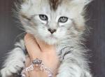 Italia - Maine Coon Kitten For Sale - Pensacola, FL, US