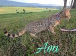 Ava Female Bengal - Bengal Kitten For Sale - Needmore, PA, US