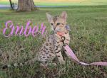 Ember Brown Female - Bengal Kitten For Sale - 