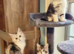 Tilly & Shaddy - Maine Coon Kitten For Sale - Memphis, TN, US