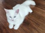 Ragdoll - Ragdoll Kitten For Sale - Indian Trail, NC, US