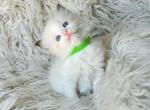 Sophie - Ragdoll Kitten For Sale - Las Vegas, NV, US