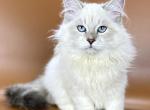 Jasper - Siberian Kitten For Sale - Brighton, CO, US