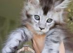 Irbis - Maine Coon Kitten For Sale - Pensacola, FL, US