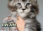 Iwan - Maine Coon Kitten For Sale - Pensacola, FL, US