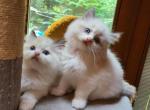 Handsome - Ragdoll Kitten For Sale - Reading, PA, US