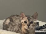 Snow - Bengal Kitten For Sale - Richmond, KY, US