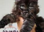 Himalaya - Maine Coon Kitten For Sale - Pensacola, FL, US