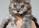 HALVA - Maine Coon Kitten For Sale - Pensacola, FL, US