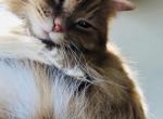 Nova - Domestic Cat For Adoption - Kirkland, WA, US