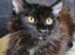 Fedor - Maine Coon Kitten For Sale - Pensacola, FL, US