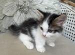 Samuel Whiskers - Munchkin Kitten For Sale - Salem, OR, US