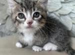 Clara - Munchkin Kitten For Sale - 