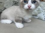 Mushroom - Munchkin Kitten For Sale - Salem, OR, US