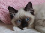 Tessa - Domestic Kitten For Sale - 