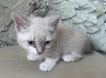 Cookie - Munchkin Kitten For Sale - 