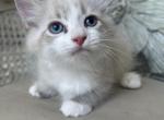 Cocoa - Munchkin Kitten For Sale - 