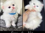 CFA REGISTERED - Persian Kitten For Sale - Discovery Bay, CA, US