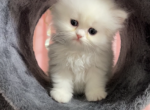 CFA Cattery - Persian Kitten For Sale - Discovery Bay, CA, US