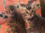 Lady Alices Litter - Bengal Kitten For Sale - Arvada, CO, US