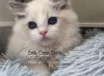 Hemingway Blue Bicolor Ragdoll Kitten - Ragdoll Kitten For Sale - Amelia Court House, VA, US