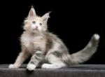 Britney - Maine Coon Kitten For Sale - Miami, FL, US