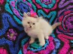 Charlottes Blue Point Girl - Ragdoll Kitten For Sale - 