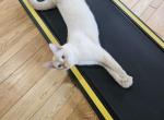 Snowball - Polydactyl Cat For Adoption - Horicon, WI, US