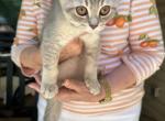 Zoro - British Shorthair Kitten For Sale - 