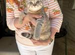 Lori - British Shorthair Kitten For Sale - 