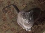 Max - Russian Blue Cat For Adoption - Sun City West, AZ, US